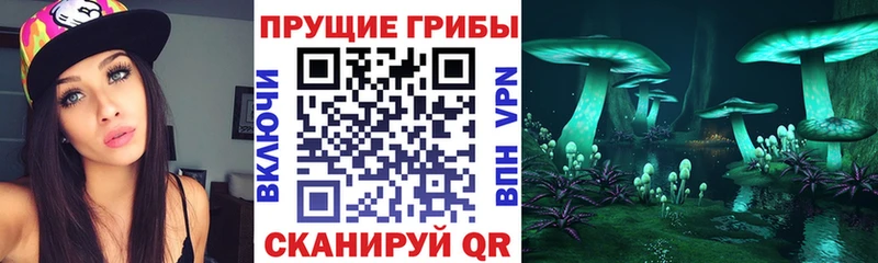Галлюциногенные грибы Psilocybe  Змеиногорск 